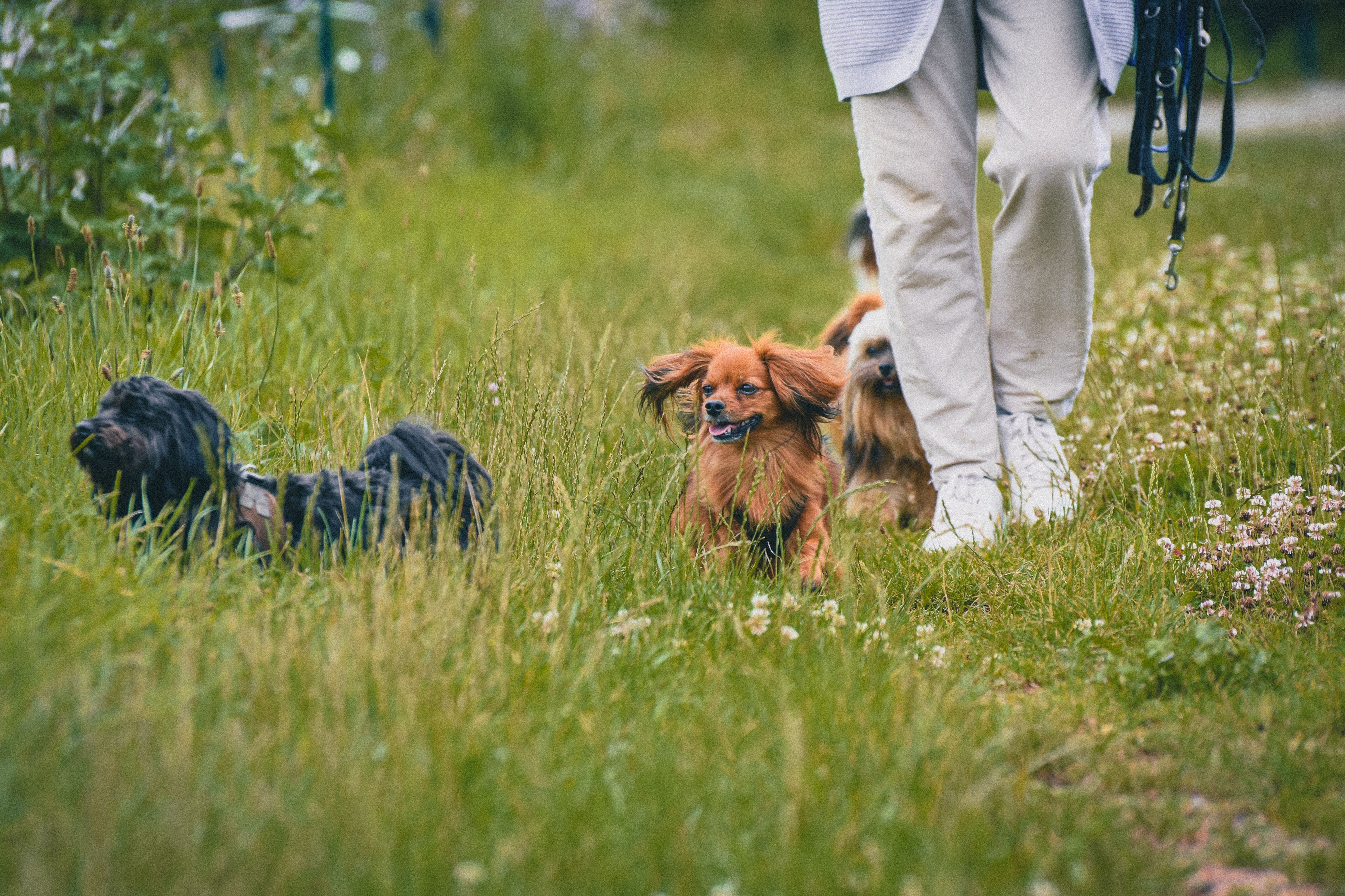 Dog on a walk with owner
