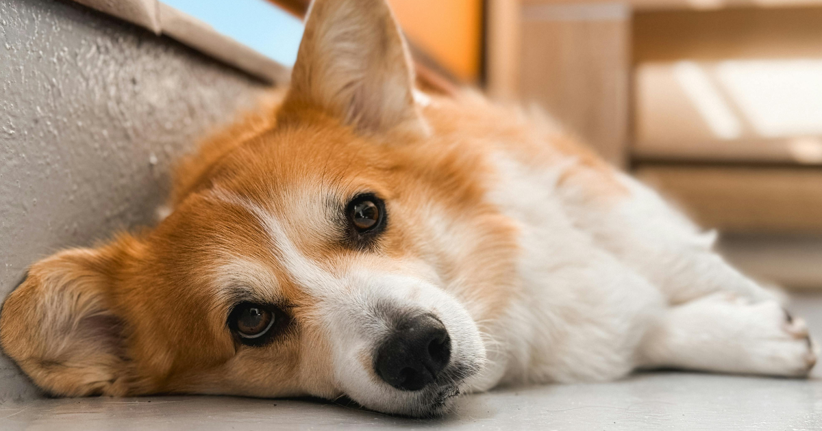 Before the Next Heatwave: How Heat Can Affect Your Dog’s Digestion and Behaviour