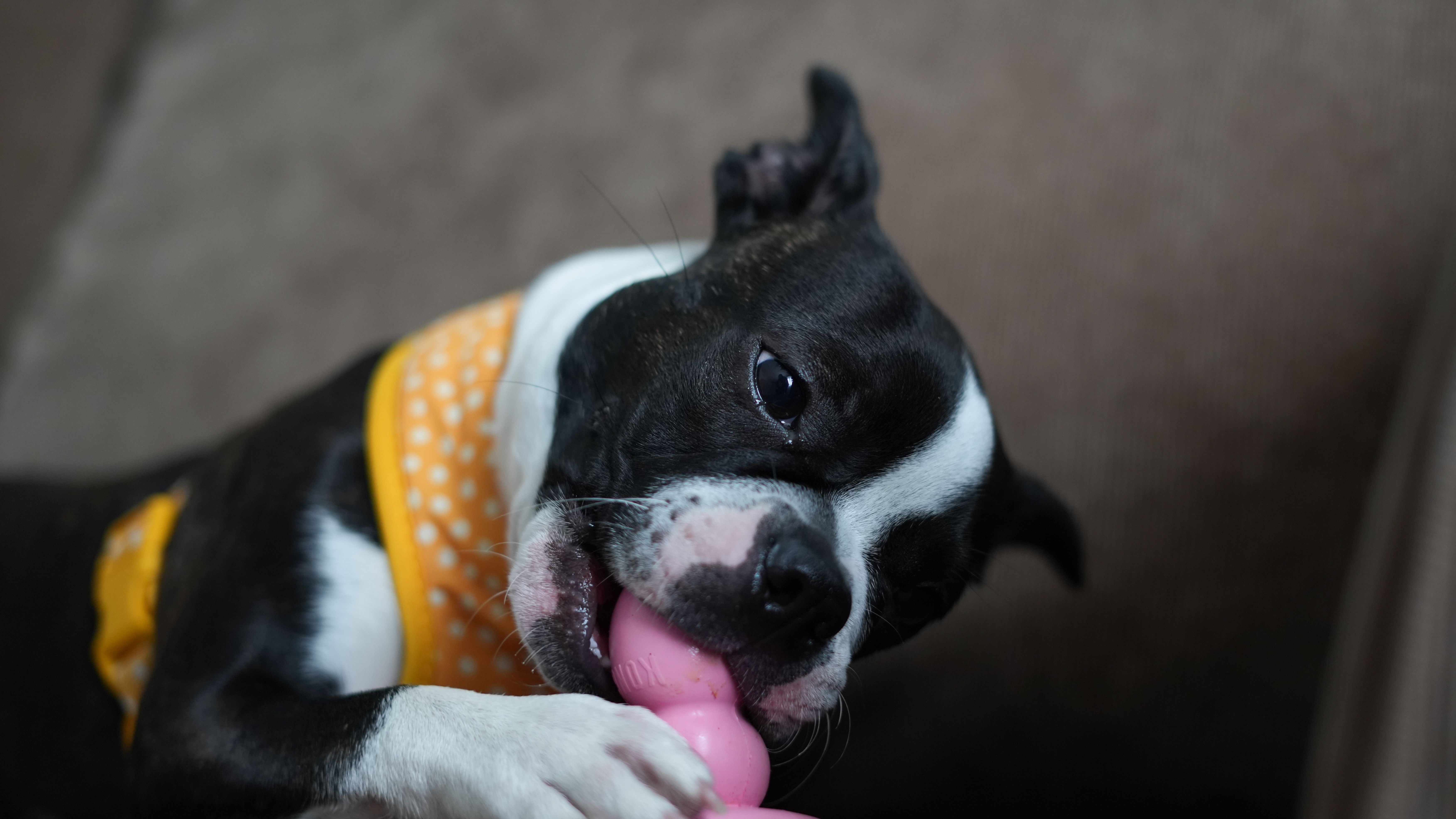 Dog enjoying enrichment play with a toy