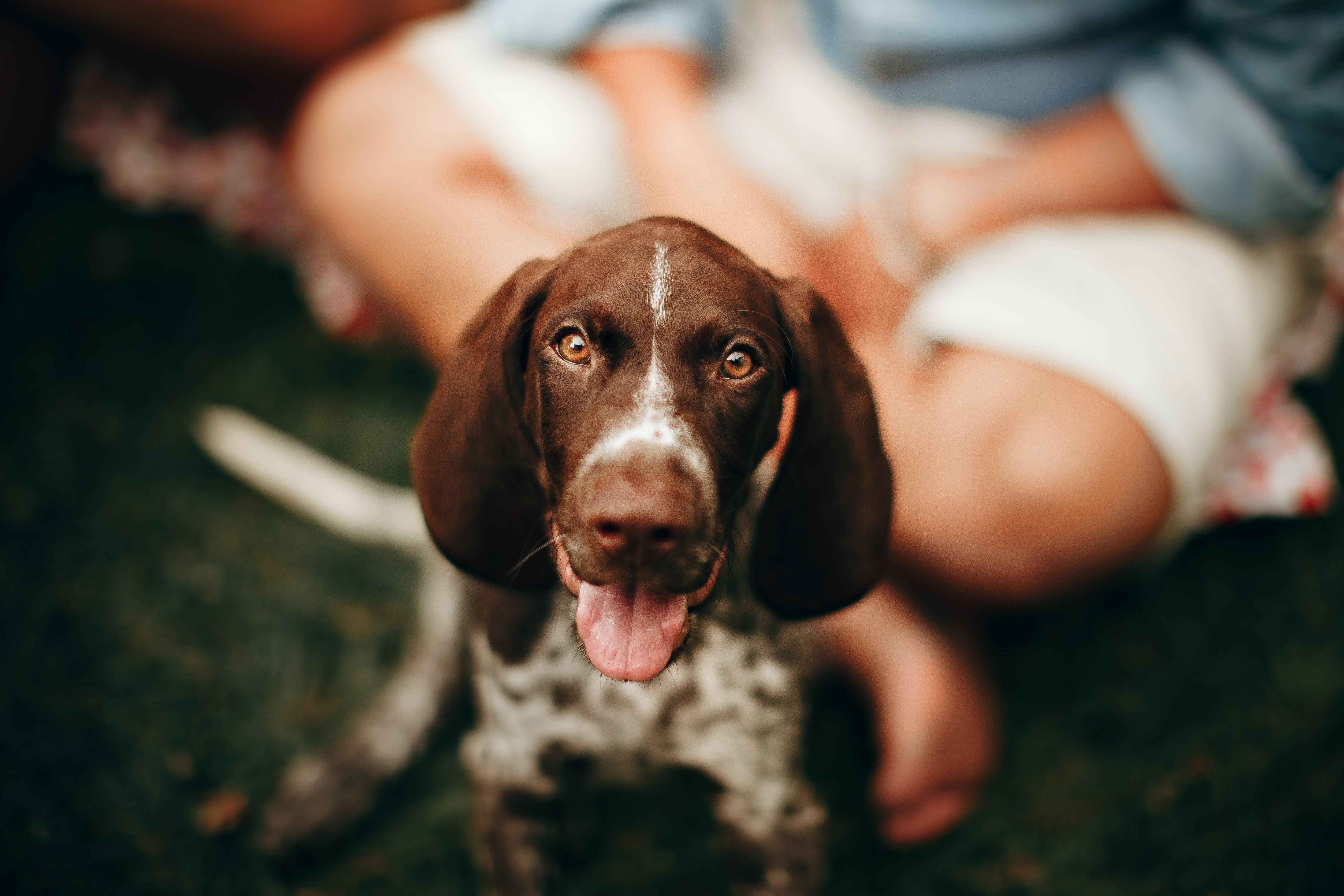 Beyond the Food Bowl: How Holidays Affect Your Dog's Body and Behaviour