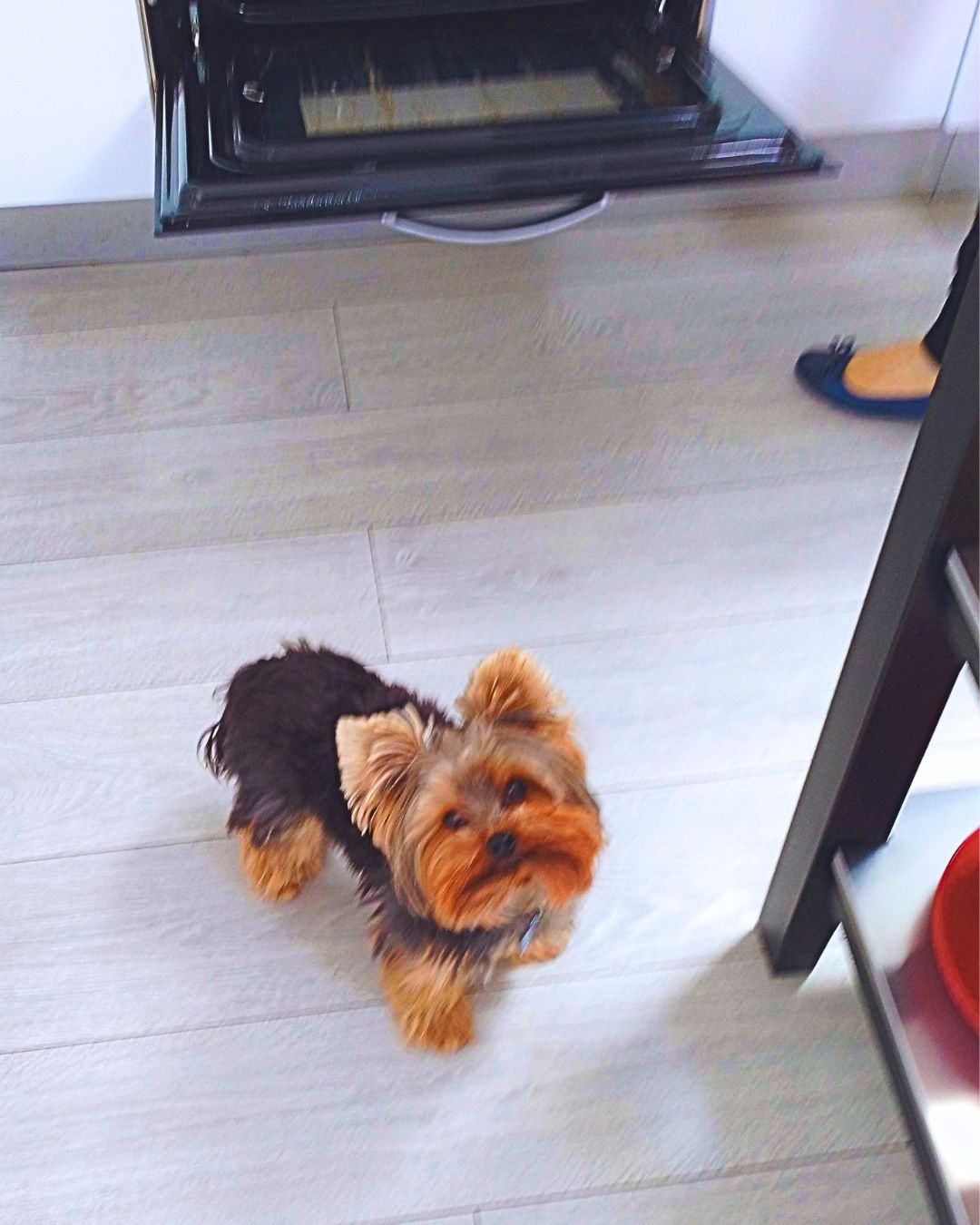 Thor, a small dog, in the kitchen looking up hopefully