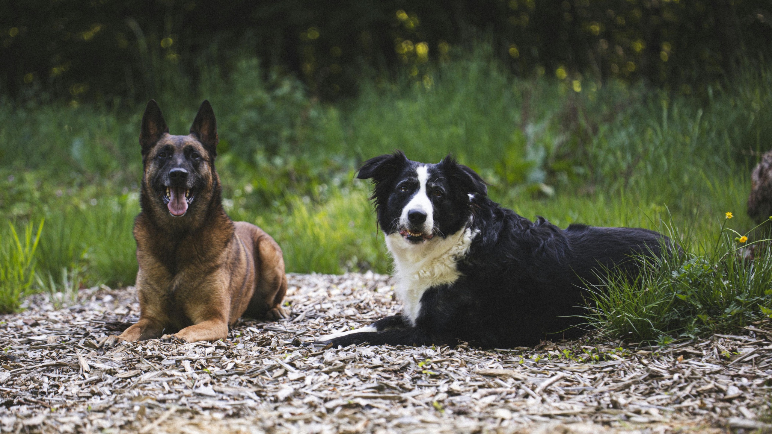 Belgian Malinois and Border Collie lying together outdoors — breeds with high environmental sensitivity