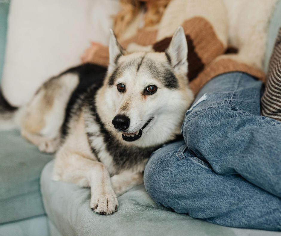 What Actually Helps Dogs Cope with Fireworks?