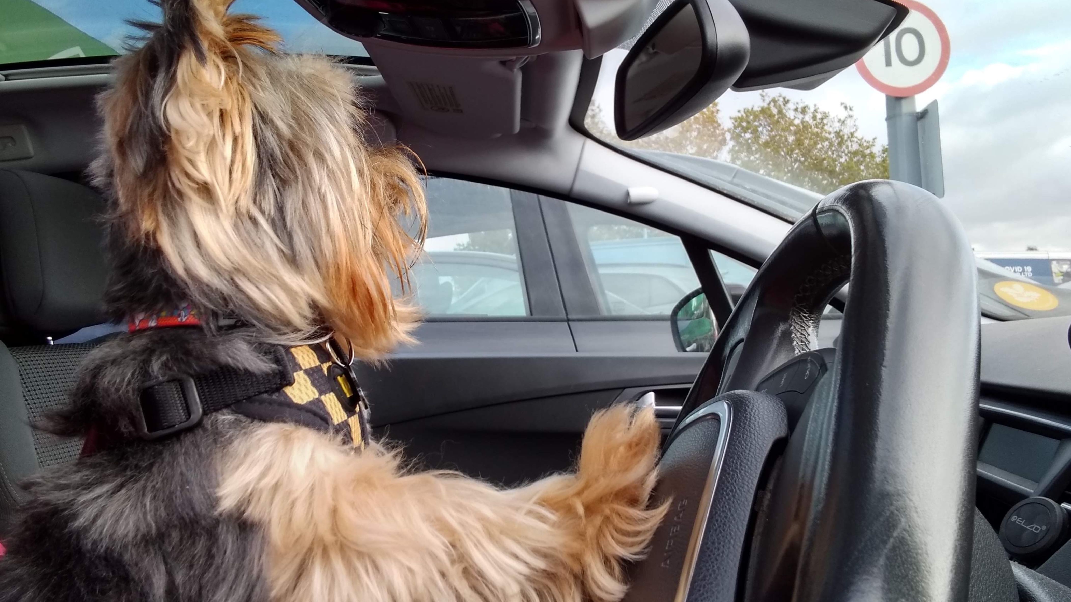 Thor, Luciana's Yorkshire Terrier, looking out of a car window during a journey