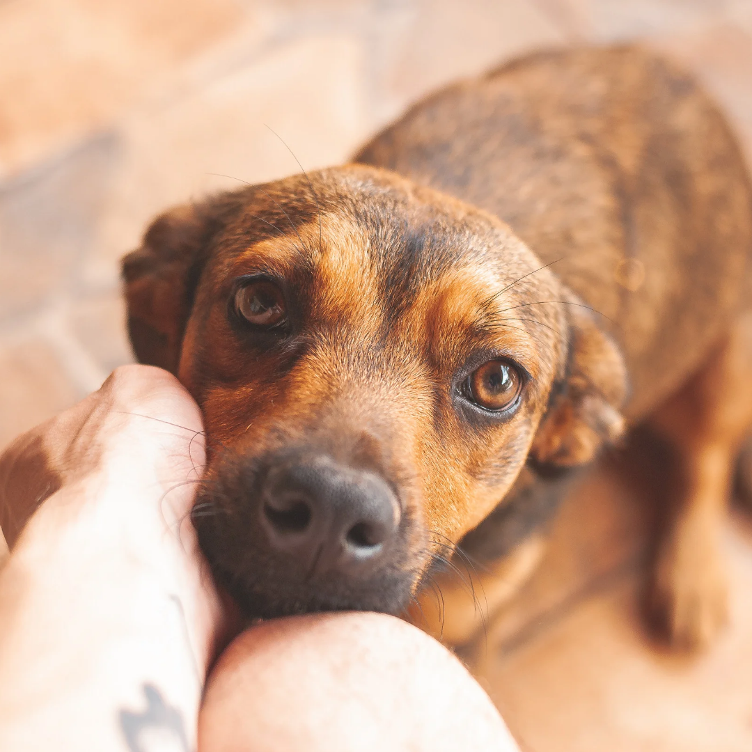 Healing Dog Trauma: Why 'More Training' Fails After an Attack