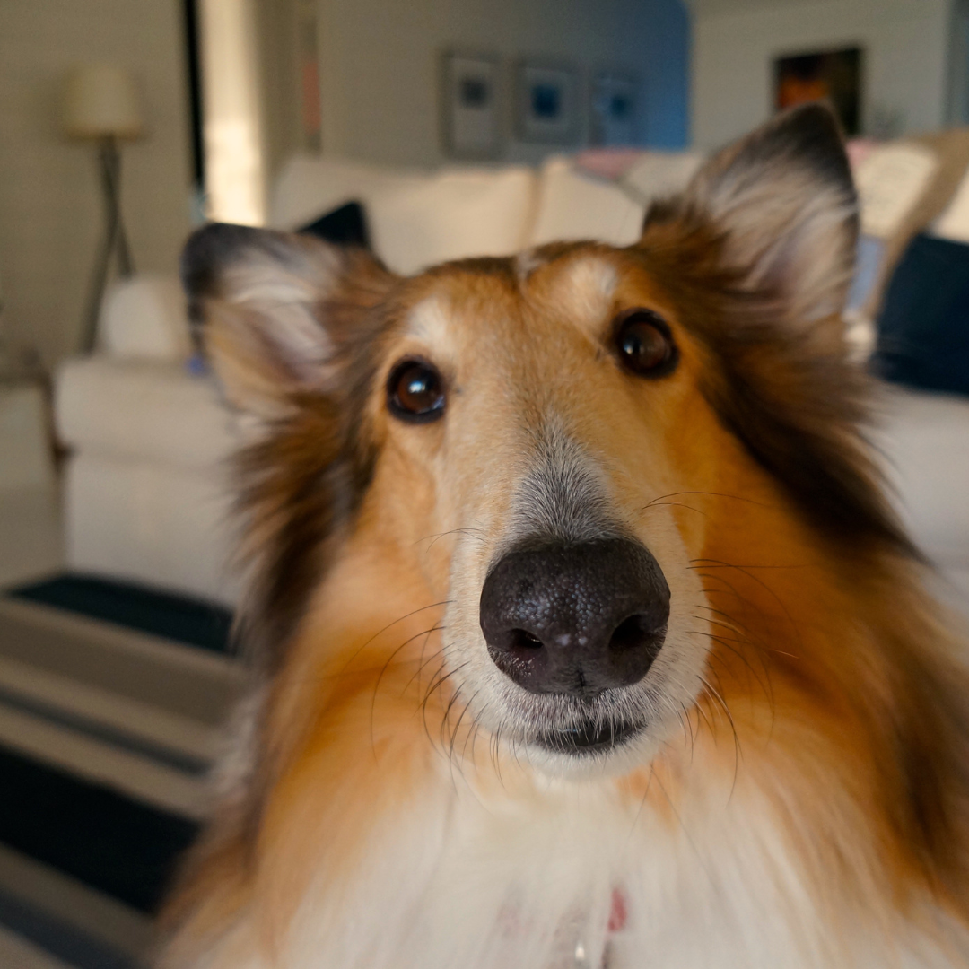 The Mailman Paradox: Why Your Dog Thinks Barking Is Their Superpower