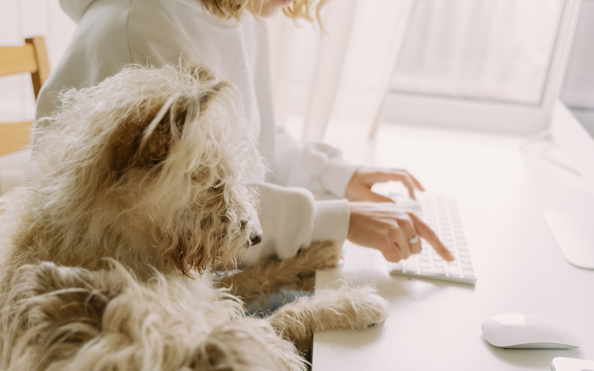 Why Online Dog Training Works Better Than You Think